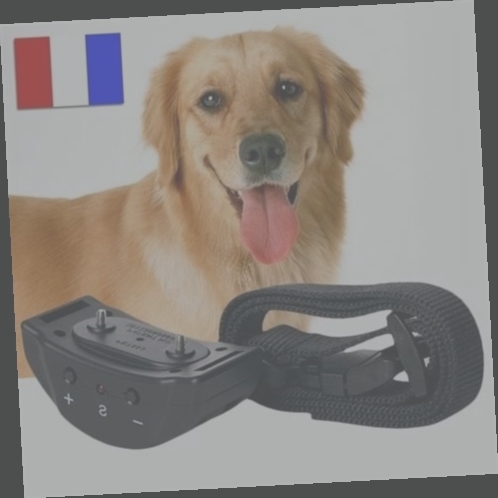 collier electrique pour chien de dressage
