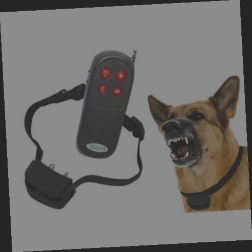 collier electrique pour chien