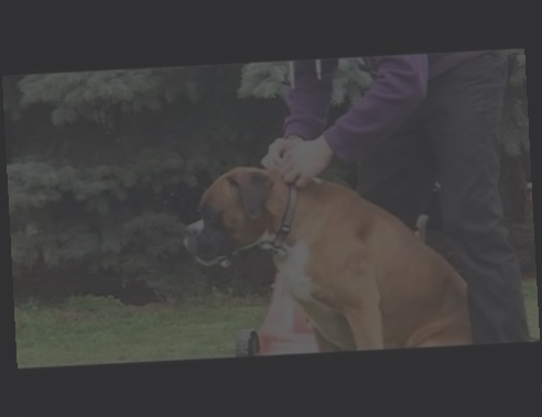 collier electrique pour chien a vendre