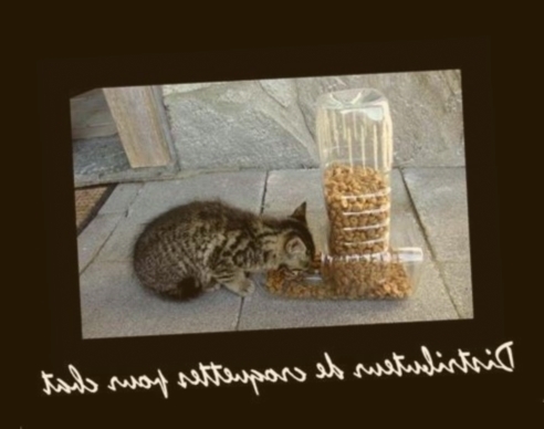 distributeur de croquettes chat truffaut