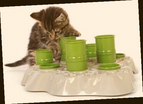 distributeur de croquettes chat amazon