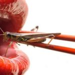 Pas cher Insectes Comestibles ►◄ meilleur prix ◀