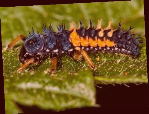 larves de coccinelles gratuites