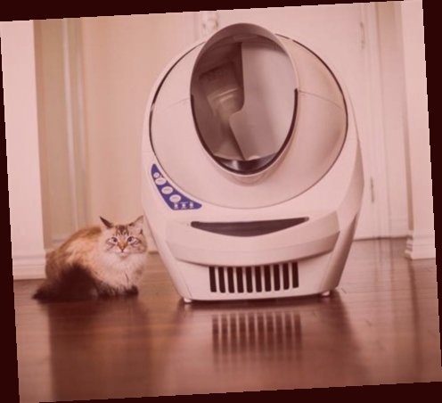 litière auto nettoyante litter robot