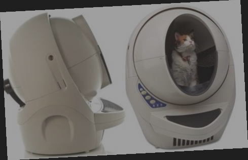 litière auto nettoyante maine coon