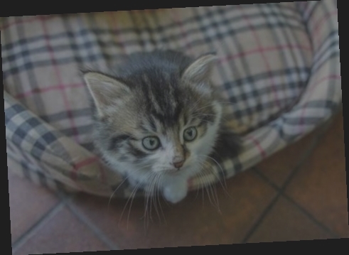 panier pour chat original