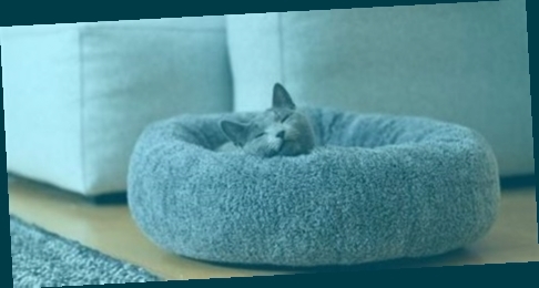 panier pour chat original