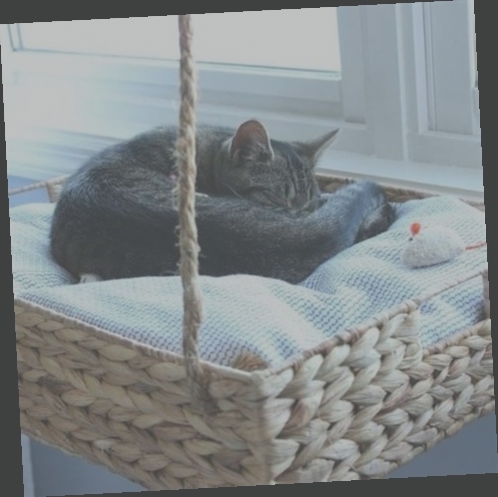 panier pour chat