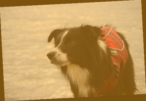 gilet de sauvetage gonflable