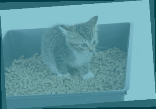 litière chat lidl