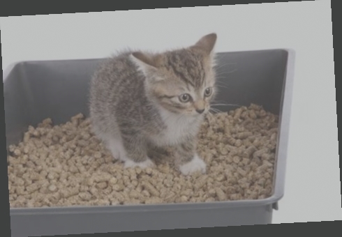 litière chat catsan