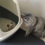 Litière Chat ▻▻ Trouver les comparatifs des best-sellers : les avis clients