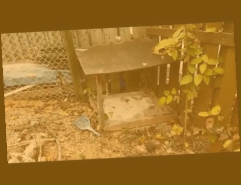 litière chaton