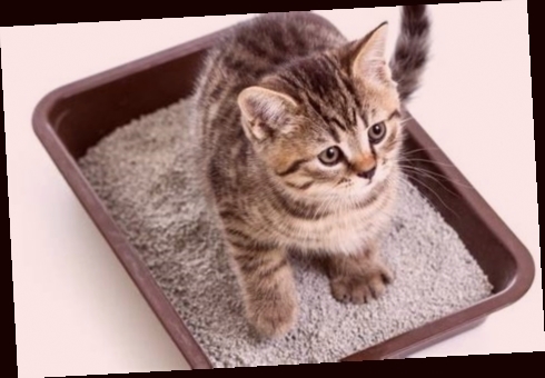 litière chaton